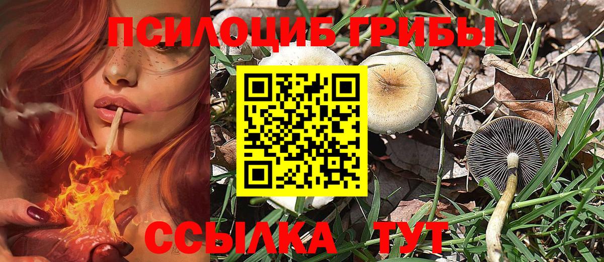 Балаково  Псилоцибиновые грибы Psilocybine cubensis  Вход с VPN 